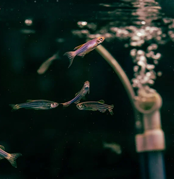 模式生物研究解决方案