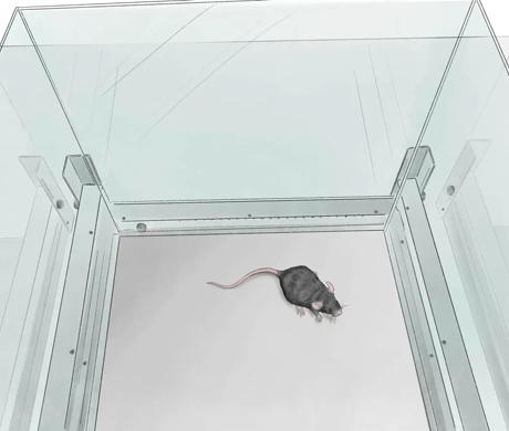 实验干货 | 神经科学研究利器&mdash;&mdash;旷场实验的操作指南与数据解读