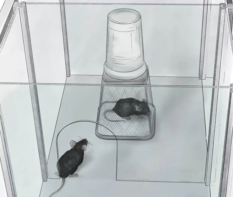 实验干货 | 三箱社交实验：解码小鼠的"社交密码"