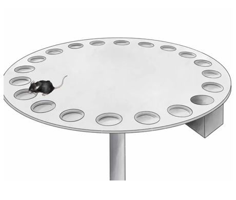 实验干货 | 探索空间记忆奥秘&mdash;&mdash;巴恩斯迷宫实验全解析