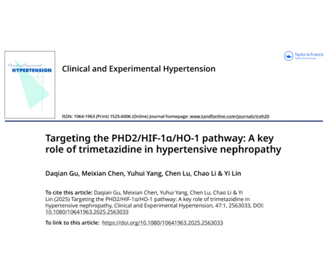 文献解读：靶向PHD2/HIF-1&alpha;/HO-1通路&mdash;&mdash;曲美他嗪在高血压肾病治疗中的关键作用