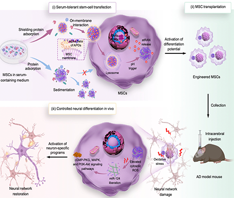 突破血清屏障，高效递送miRNA&mdash;&mdash;APOs@BP纳米载体赋能间充质干细胞神经定向分化