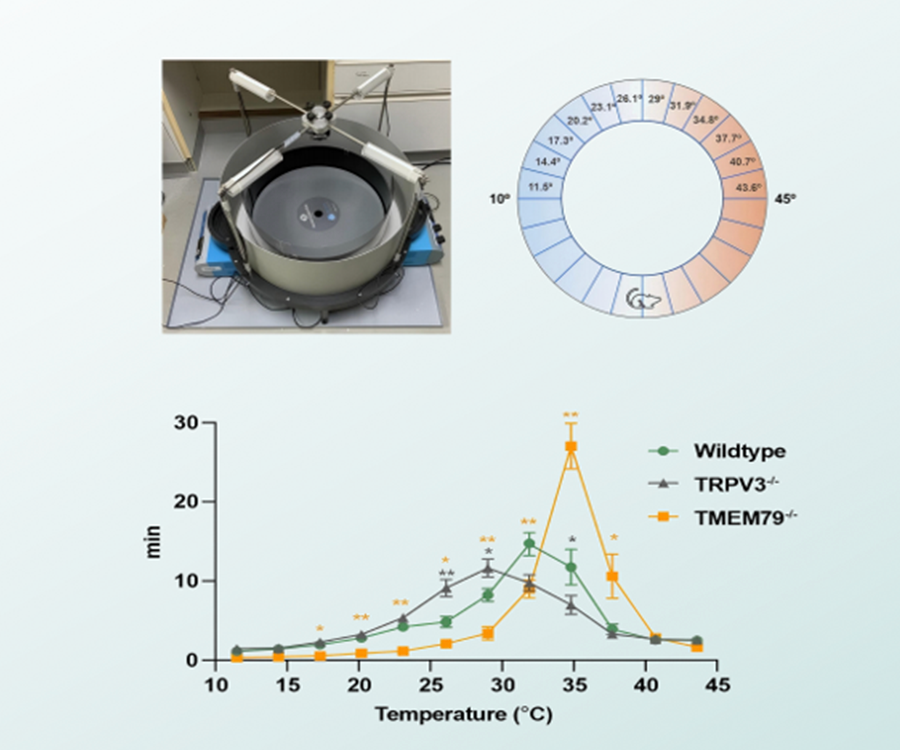 揭秘！玉研血压计低温精准测量大小鼠血压的独家&ldquo;黑科技&rdquo;