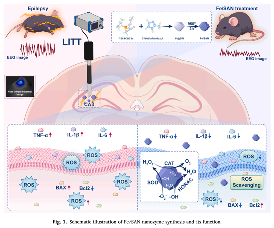 文献速递 ｜ 单原子纳米酶+激光热疗：癫痫治疗新范式！玉研脑立体定位仪助力精准神经干预