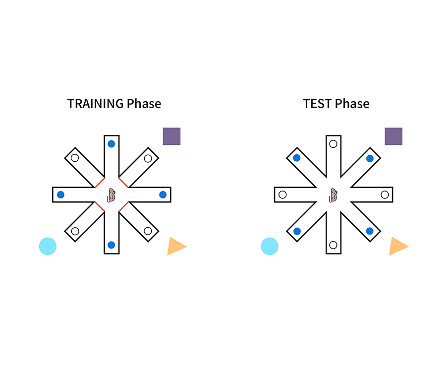 实验干货｜从原理到实操，八臂迷宫实验指南